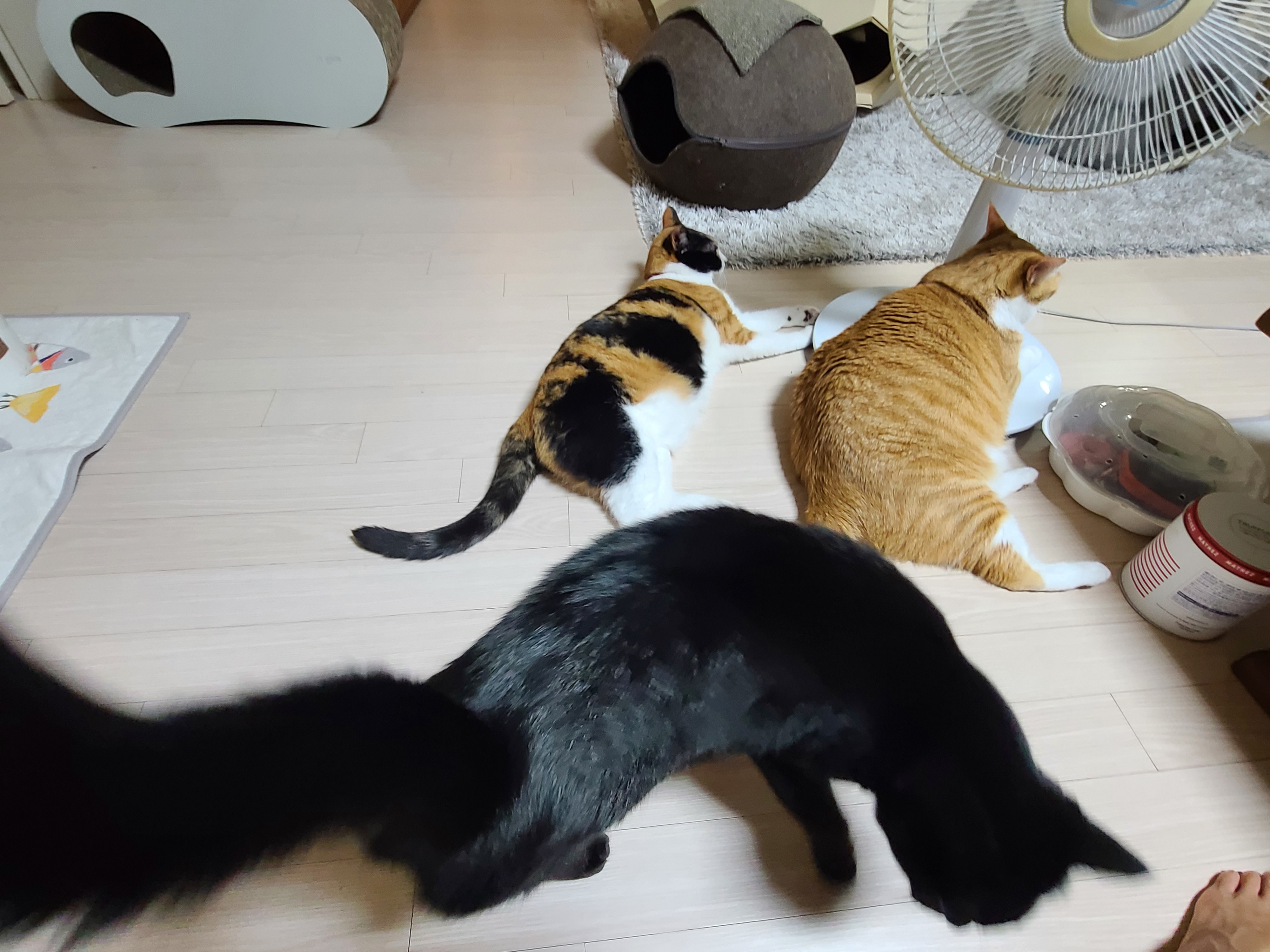 에어컨을 잠시 껐다...그랬더니 고양이들이....(눈치보는 집사)