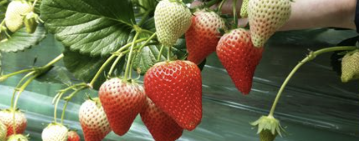 딸기 키우기1