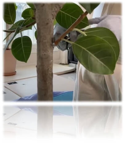 키를 키우기 위한 가지치기