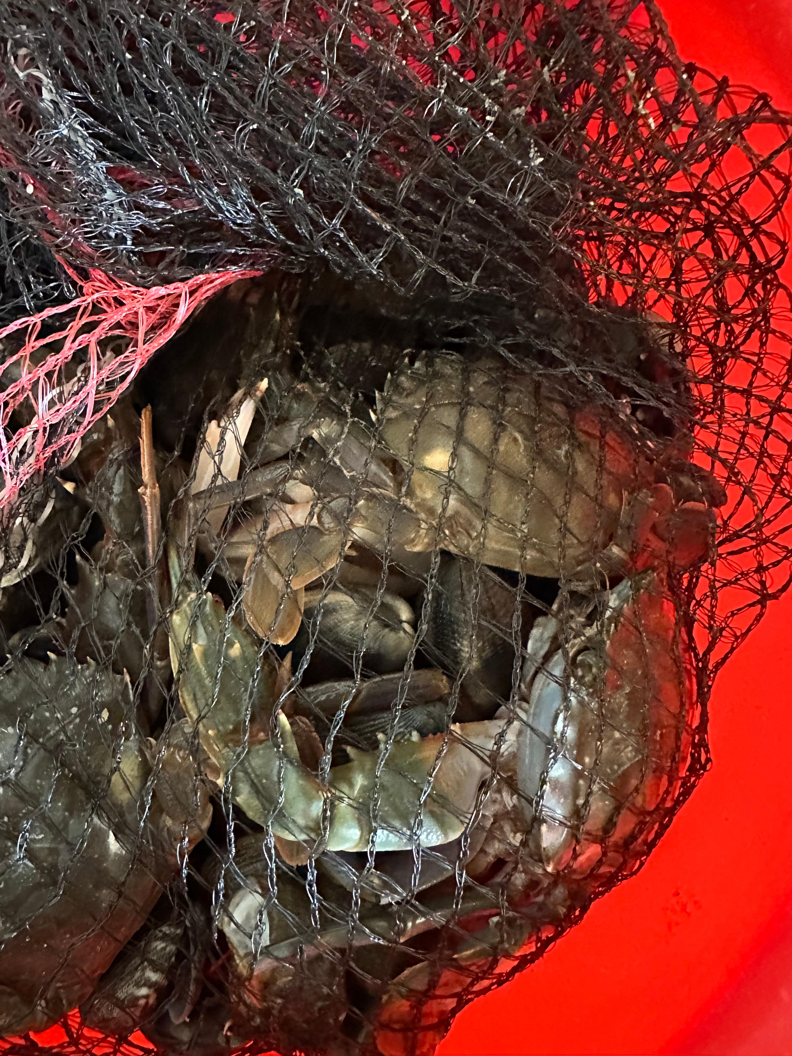 충남 보령, 대천, 무창포 여행 후기3(국내 가족 여행지 추천, 무창포 비체팰리스, 또다시 갯벌체험, 대천 맛집 부페, 점심 밥집 뷔페, 진짜 예쁜 카페 아르나, 분위기 좋은 카페 아르나, 한밤중 닭벼슬섬 산책, 대천항 수산시장 재방문, 찰광어회, 오징어회, 우성수산, 수연호수산, 무창포 비체펠리스, 오션뷰, 밥 해먹을 수 있는 숙소, 무창포 펜션)