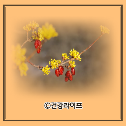 산수유 효능 12가지, 부작용 (산수유 열매)