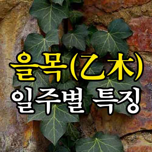 을목 일주별 특징