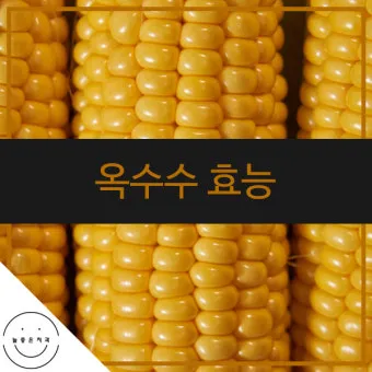 옥수수 효능과 옥수수 삶는 방법 전자렌지 초당옥수수 찰옥수수 차이 비교 자료_13