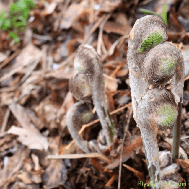 자연의 선물 고비, 고비 나물 효능