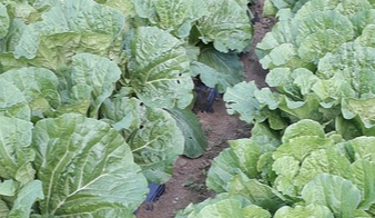 절임배추 20kg 배추 몇포기 가격