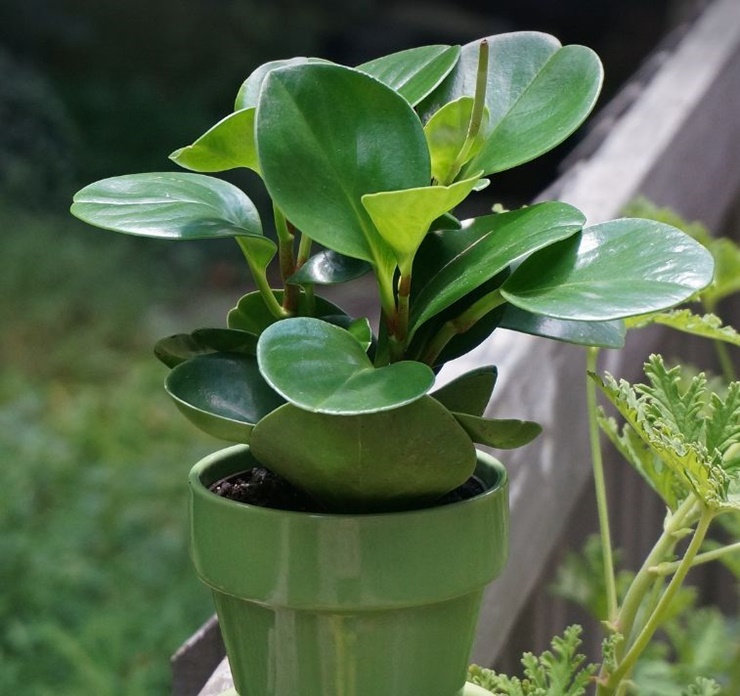 페페로미아-출처픽사베이