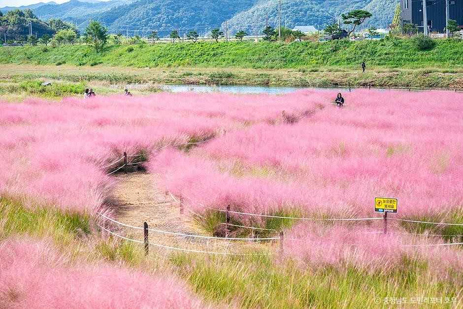 공주 유구천핑크뮬리