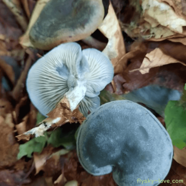 하늘색 깔때기버섯 효능