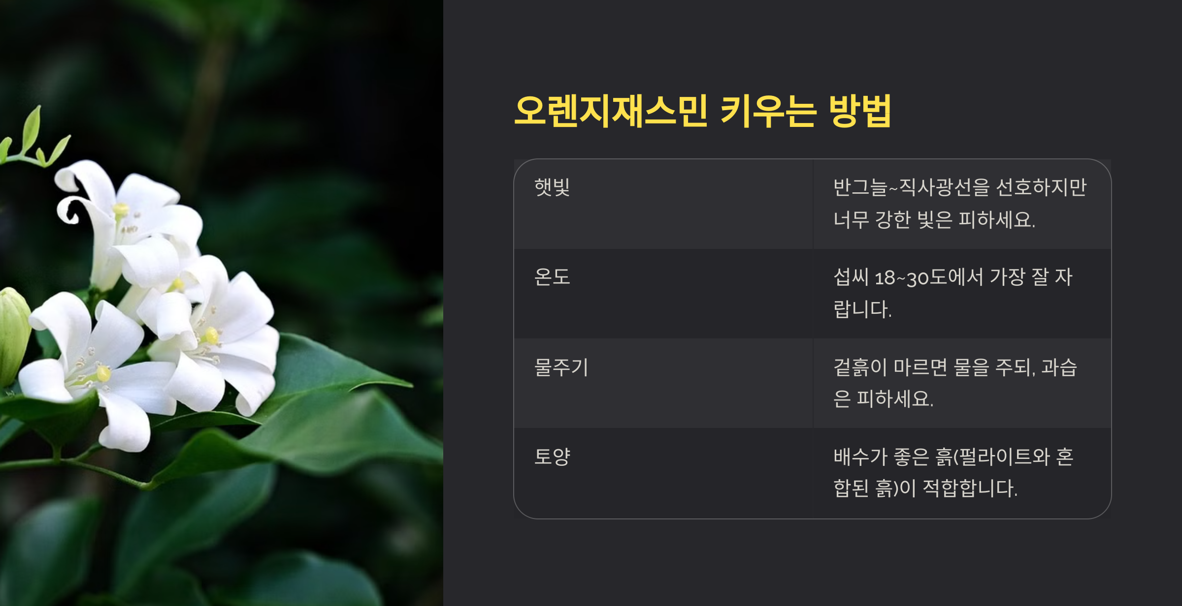 오렌지 자스민 사진