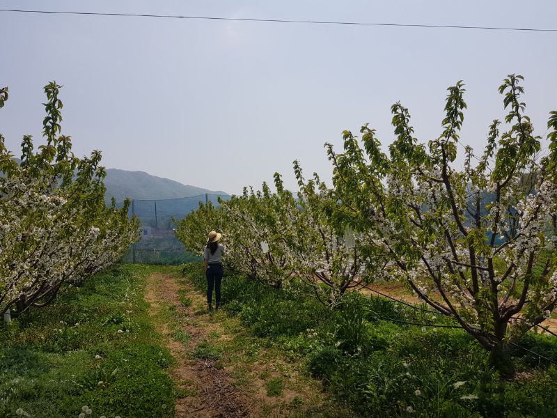 천안푸름체리농원