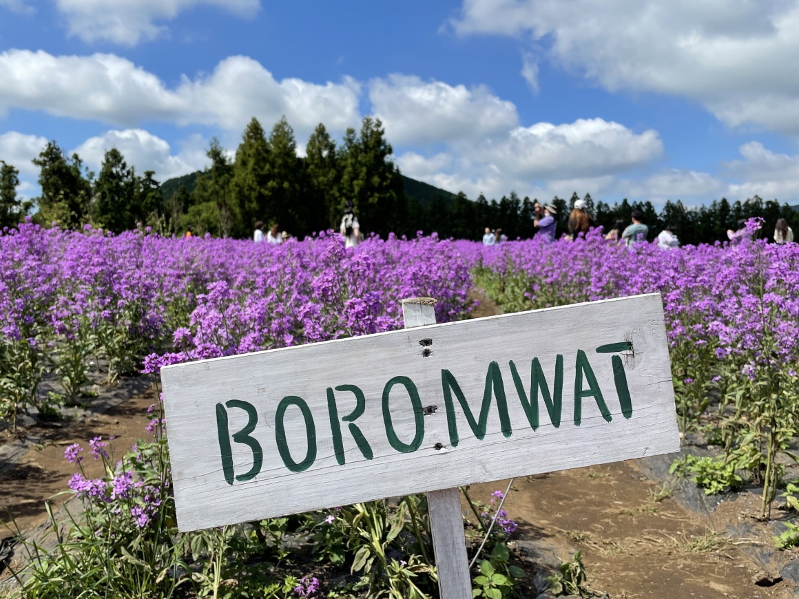 제주 보롬왓 축제