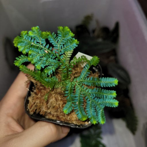 빛을 모으는 식물 – 부활초 셀라지넬라의 생환 실험기