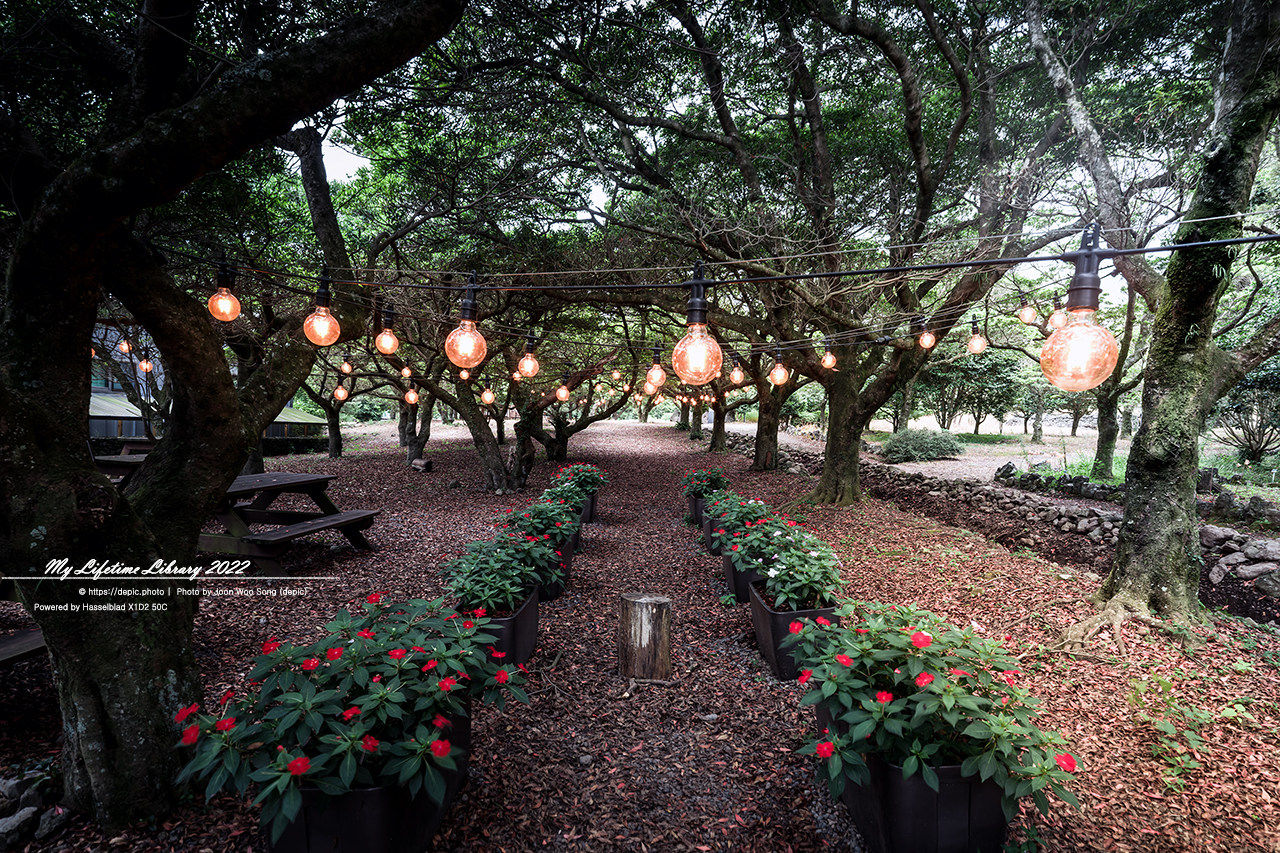 #제주 #상효원 #대나무 #숲 #2022제주여행