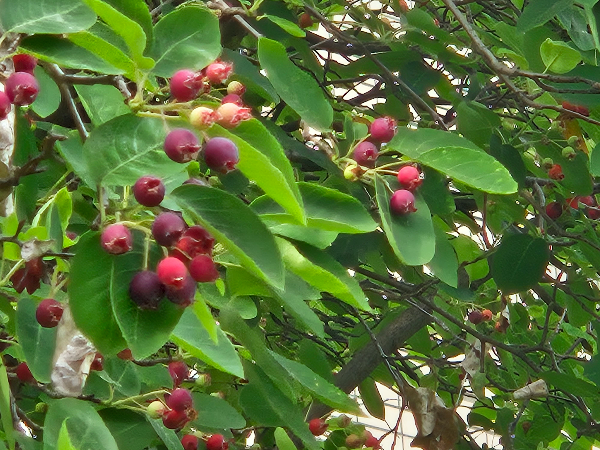 채진목 빨간 열매