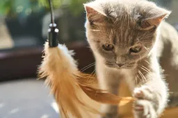 2025 여름 해수욕장 개장 일정 해변 비교