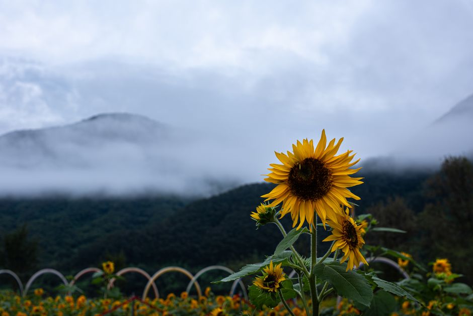 Sunflowers bloom against a misty mountain backdrop in Gapyeong, South Korea.
