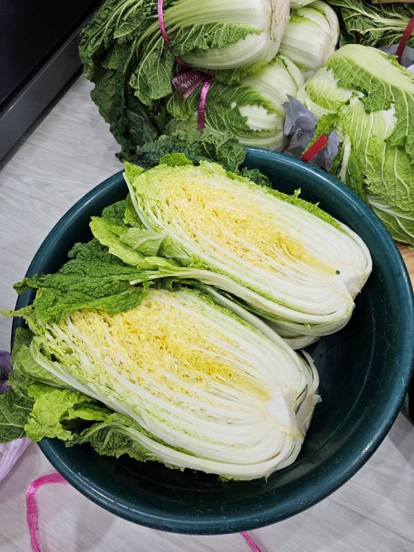 김장배추 4