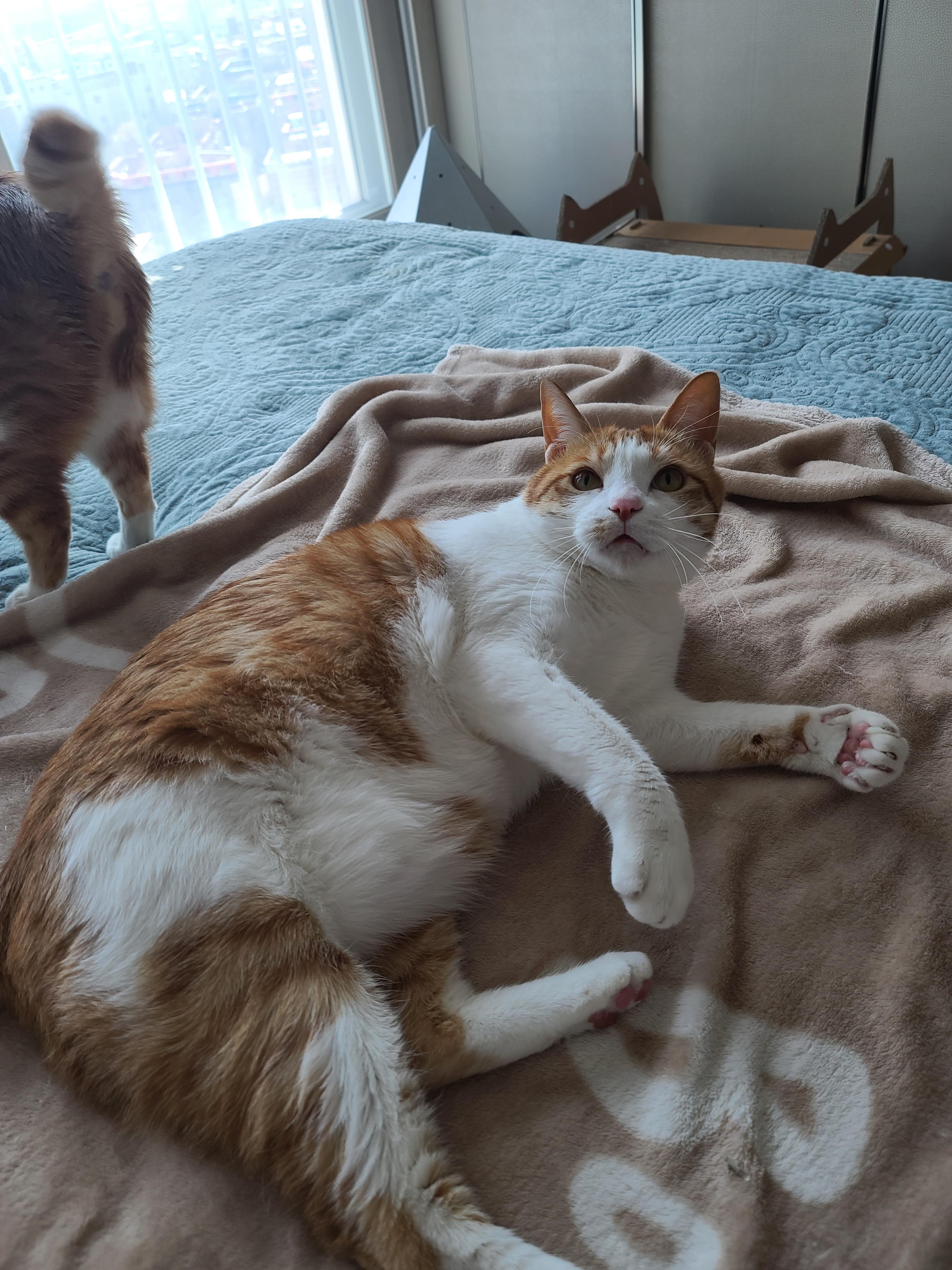 일요일 아침. 봄햇살에 기분이 좋은 고양이들.