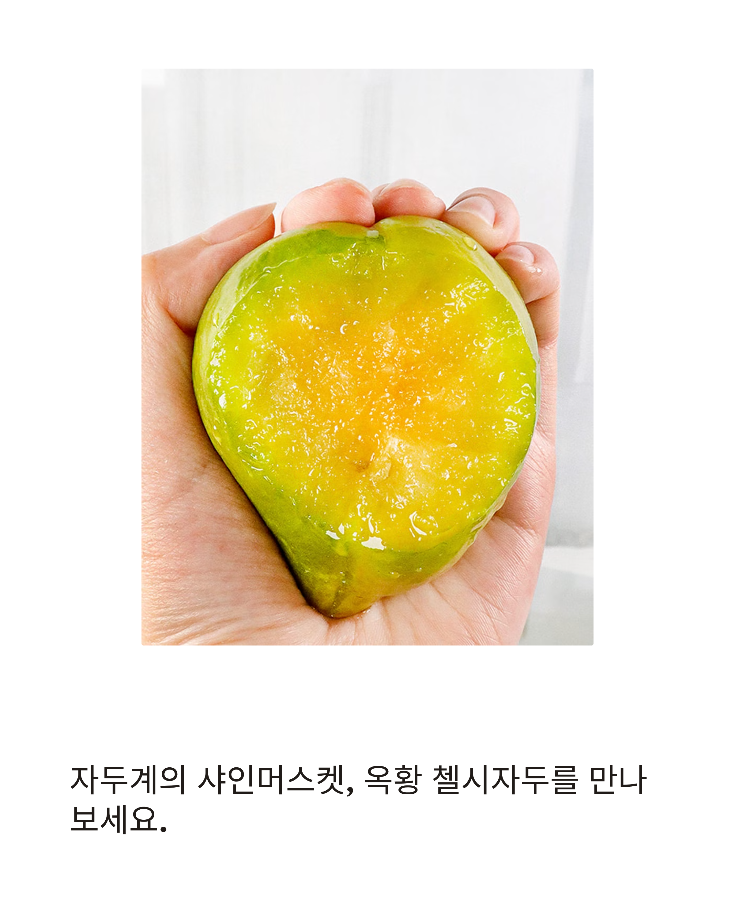 자두계의 샤인머스켓, 옥황 첼시자두의 과즙 폭발 매력