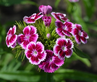 가을에 피는 꽃 종류 갈대-패랭이꽃