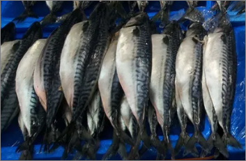 피리독신이 풍부한 생선