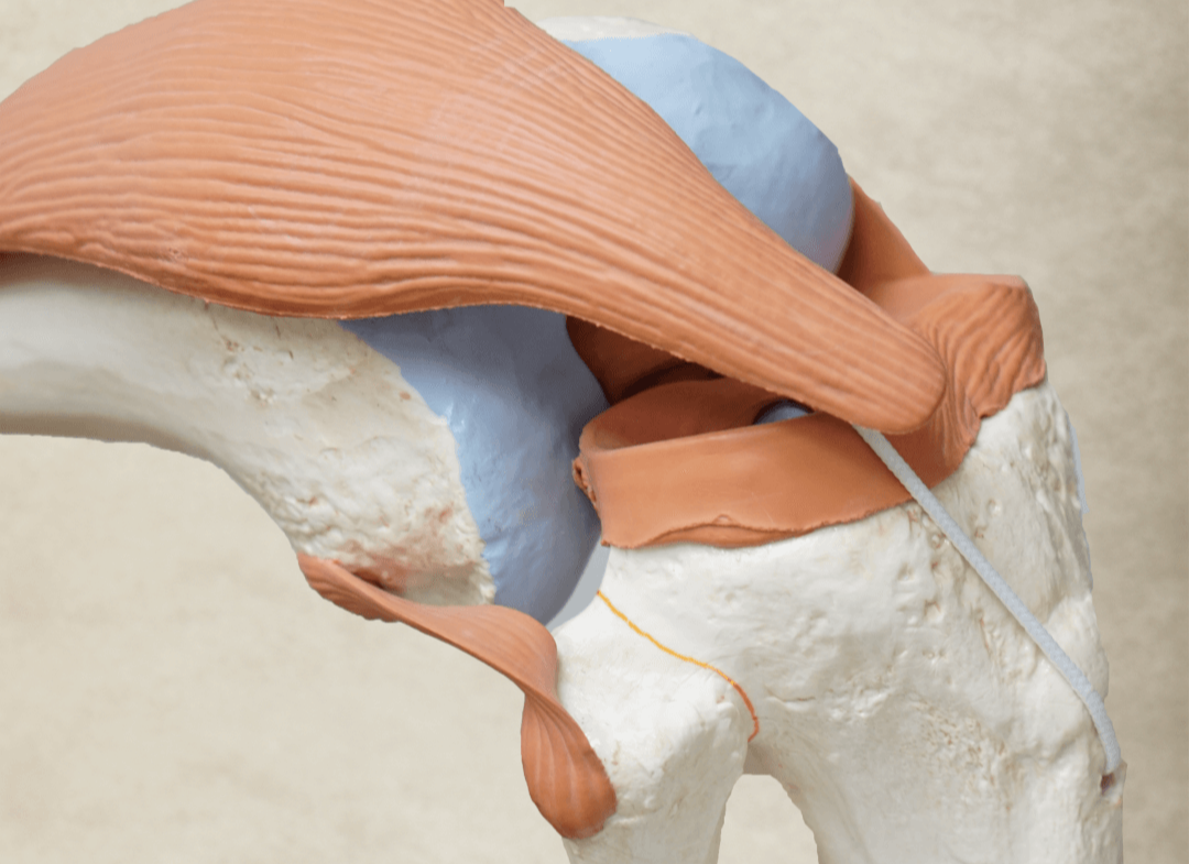 퇴행성관절염, 연골