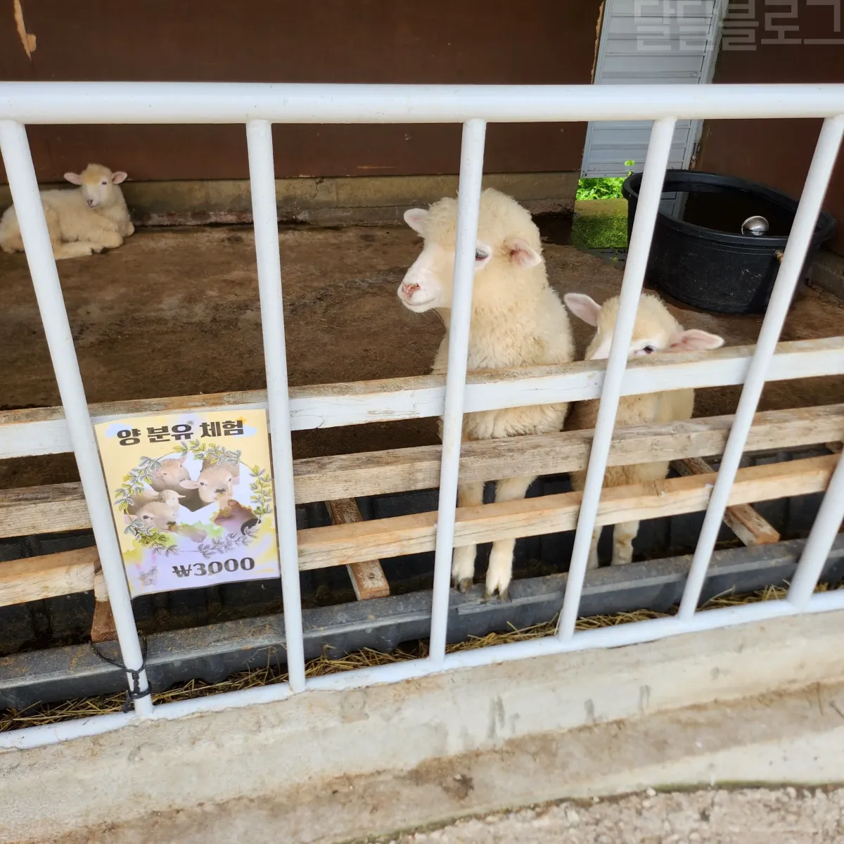 가평-양떼목장-양-분유-체험