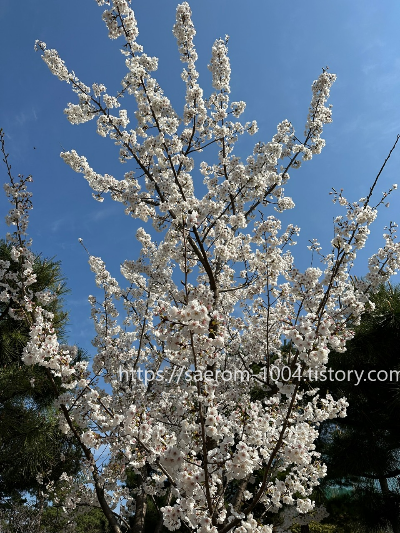 평화공원 가는 길 벚꽃3