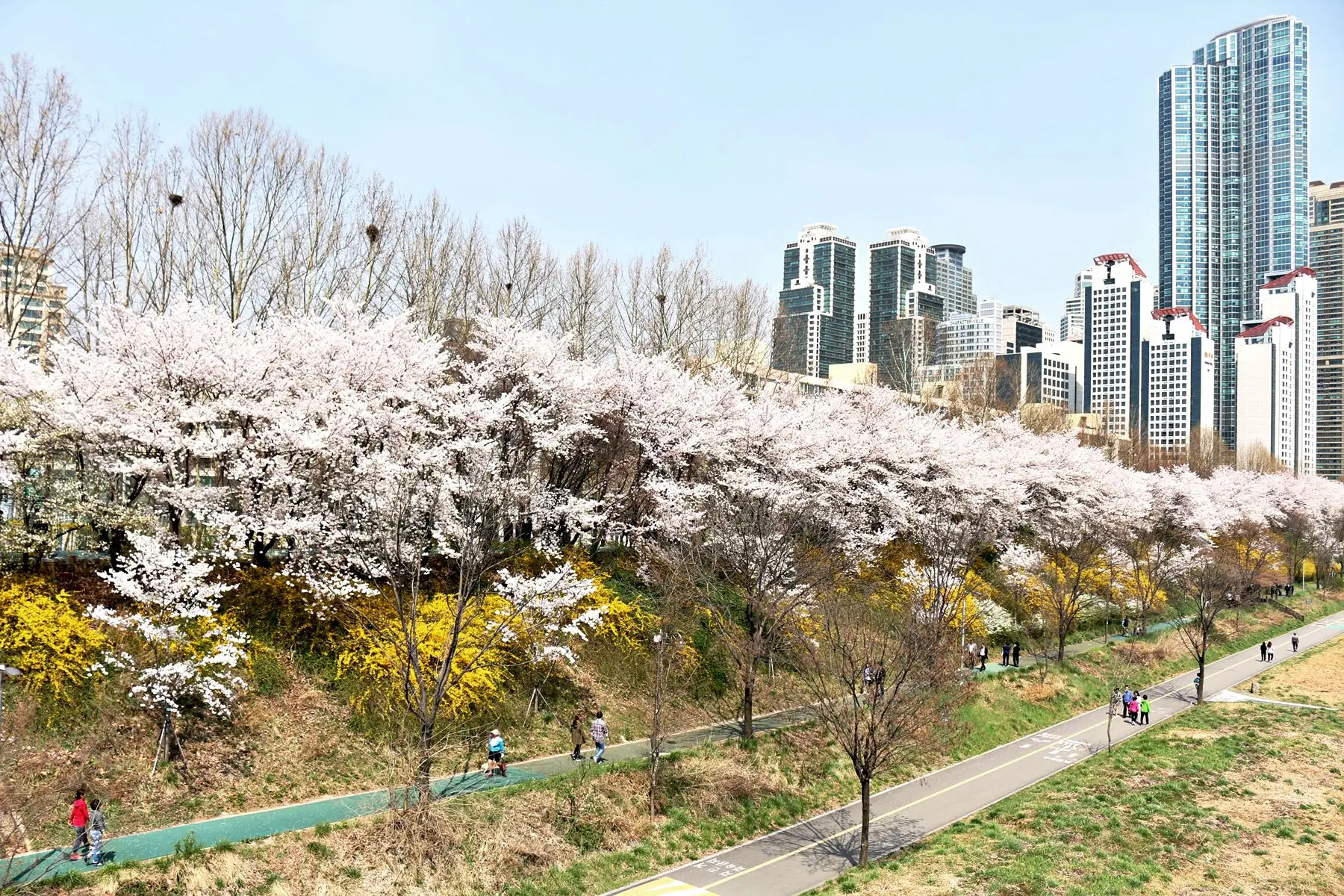 양재천 벚꽃