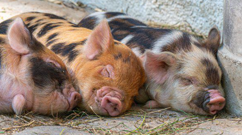 얼룩 아기 돼지가 귀엽게 서로 꼭 붙어서 자는 모습입니다.