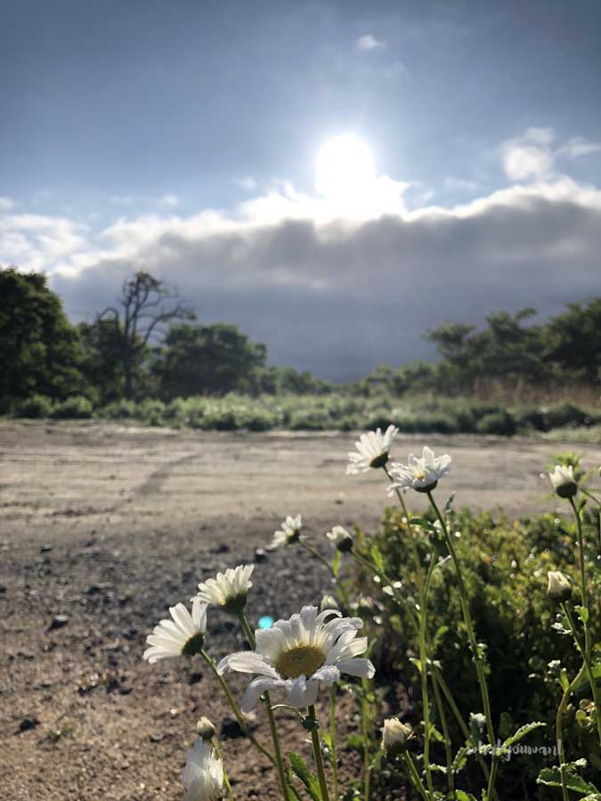 평창 육백마지기, 샤스타데이지