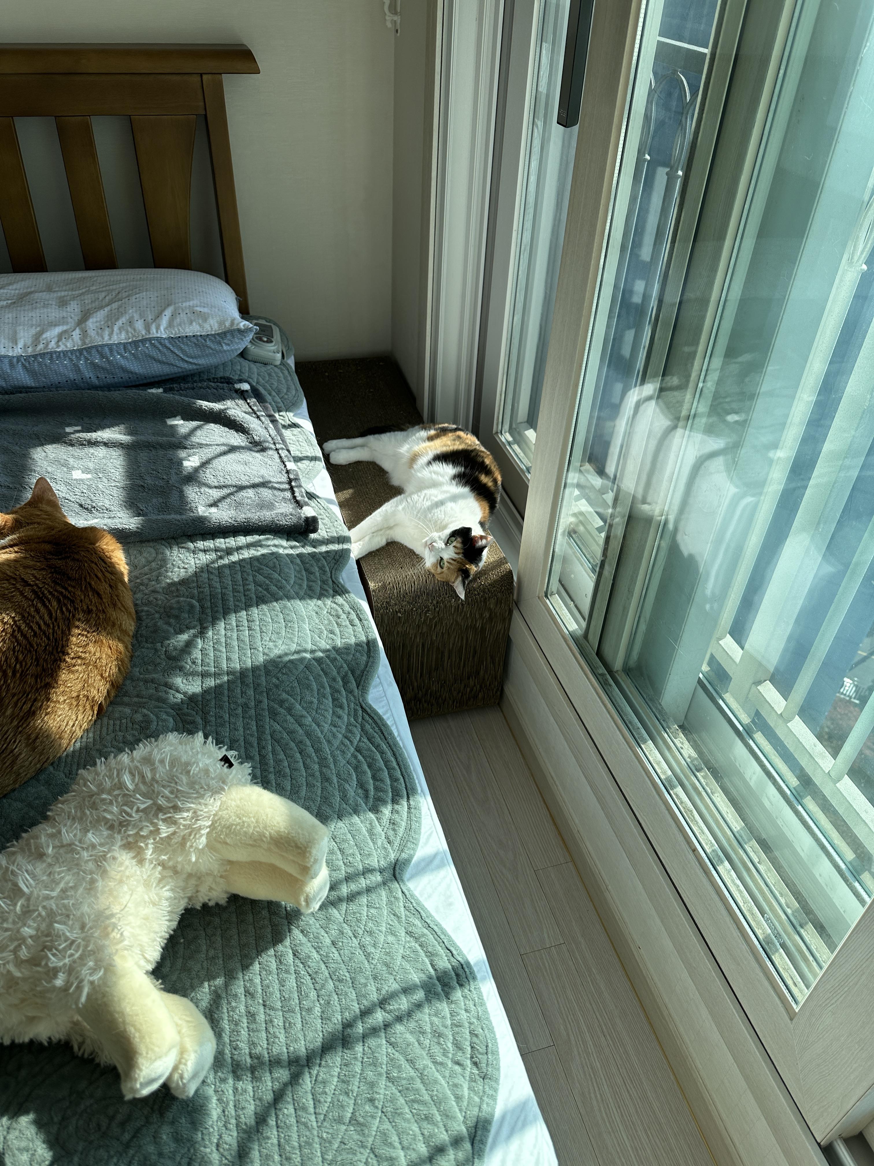 창가_스크래쳐에_햇살_받으며_누워_있는_요미