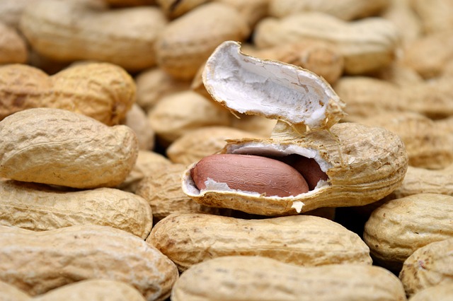 땅콩수확시기 땅콩효능