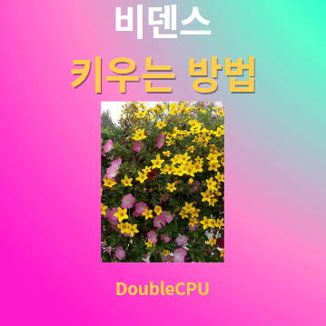 비덴스 키우기 물주기