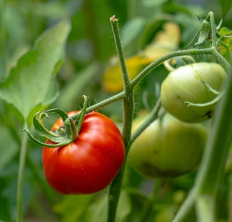 토마토 효능 부작용 고르는법 칼로리
