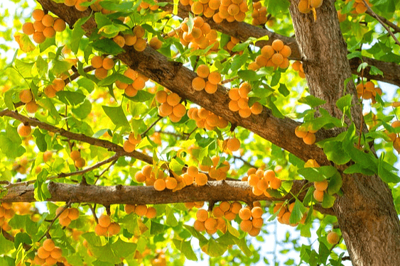 나무에 노랗게 익은 수백개의 작은 은행들이 가득 열려있다. 나뭇잎은 연노란색과 연두색이 섞였다.