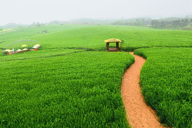 고창 청보리밭 축제 입장료 맛집 숙박 주차