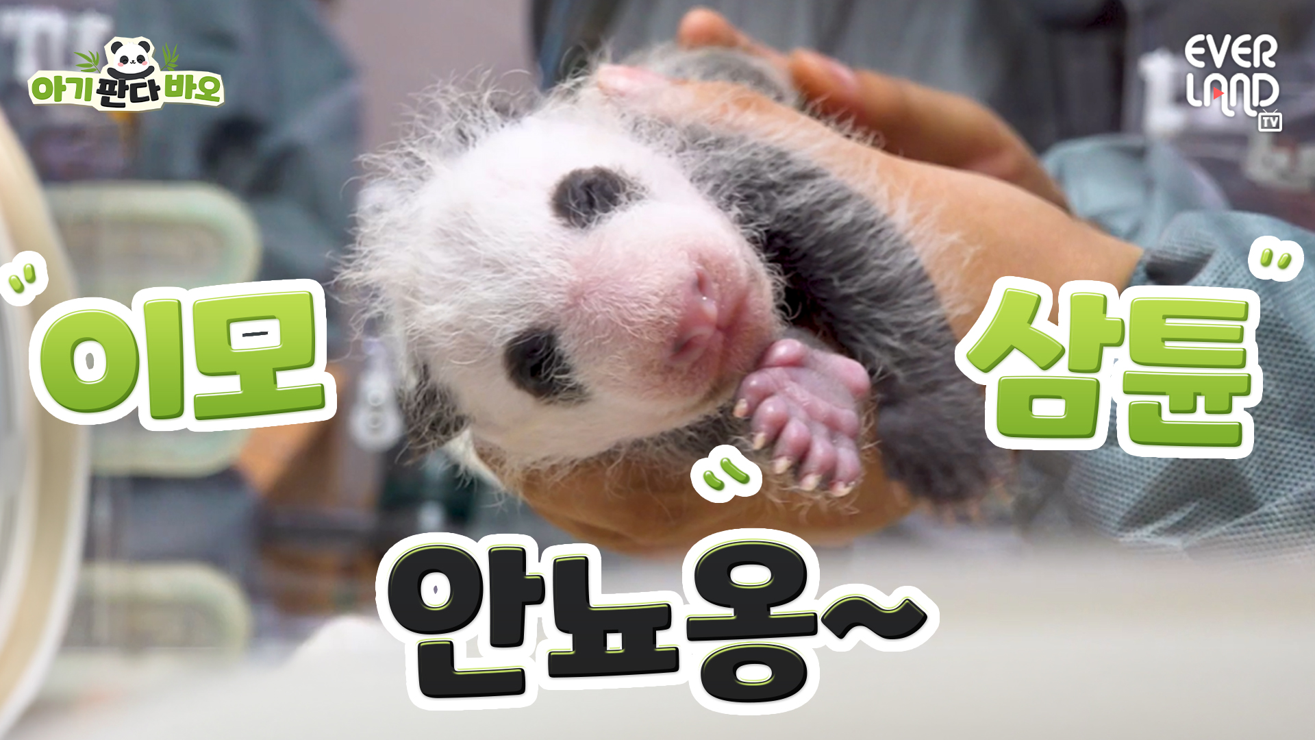 [아기판다바오] EP4. 러바오 아니고 넷째바오에오