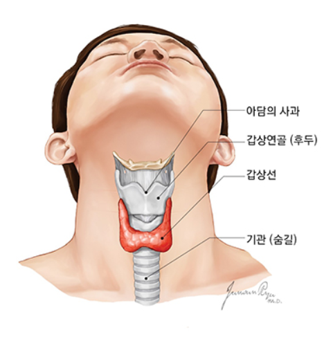 갑상선암 초기증상과 자가진단 방법