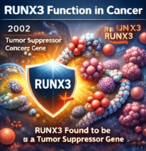 RUNX3 유전자의 발견과 연구 역사