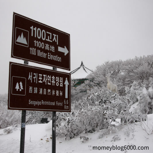 제주도 1100고지습지