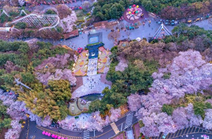 벚꽃개화시기 벚꽃명소 벚꽃축제일정