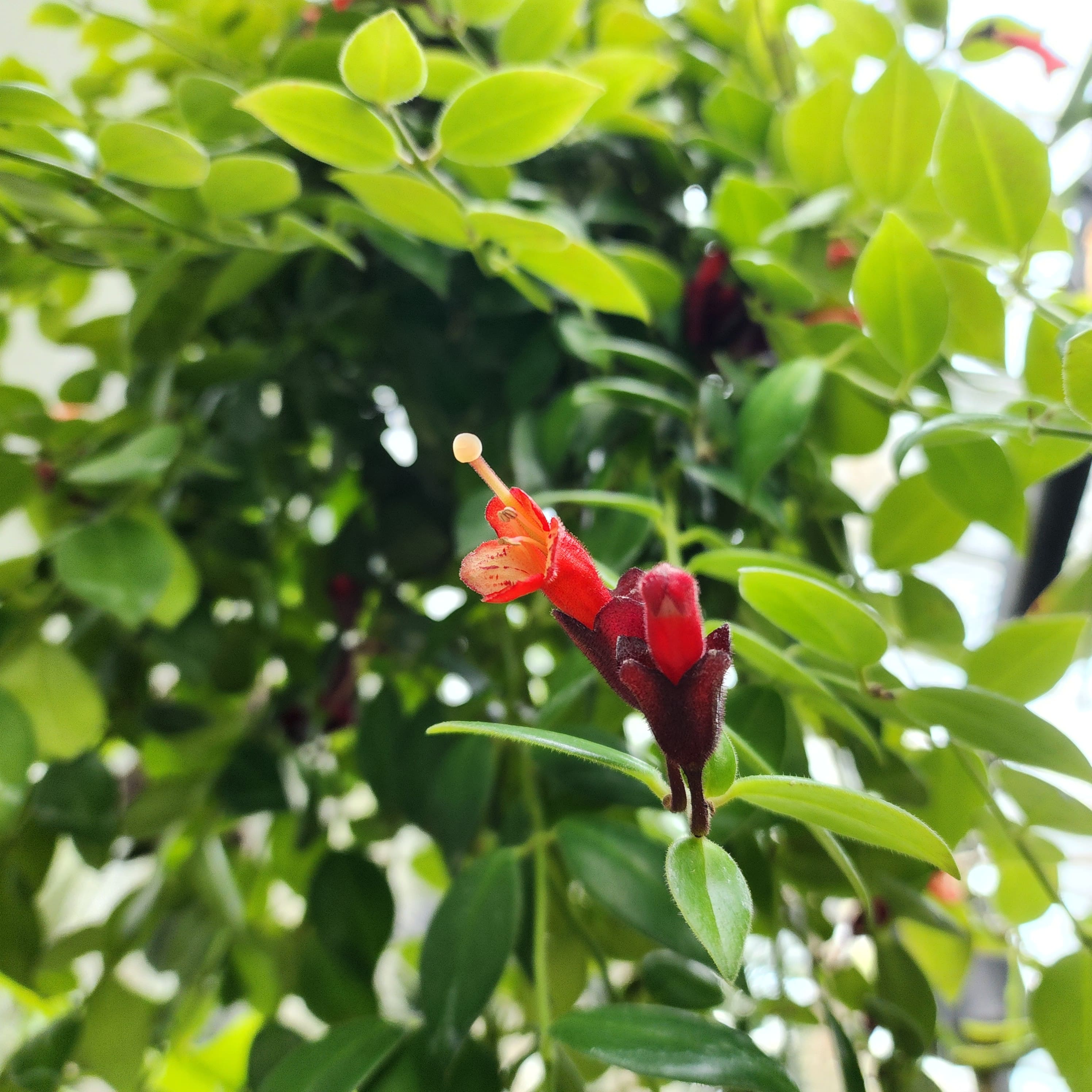 에스키난서스 로비아누스 (Aeschynanthus lobbianus)