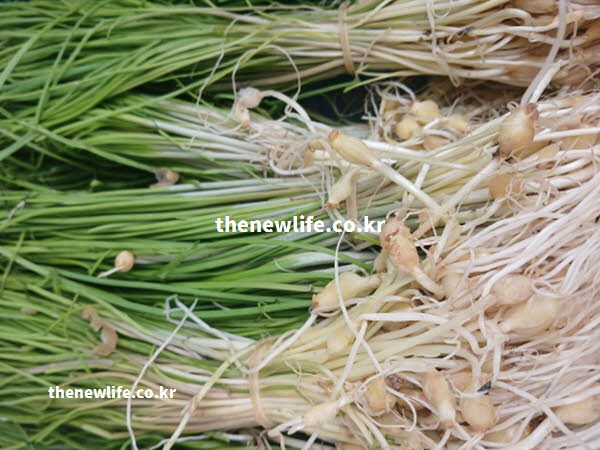 달래 효능의 나트륨 배출을 돕는 칼륨이 풍부한 달래 실사진