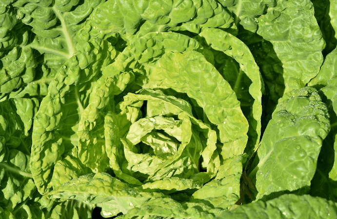 역류성식도염에 좋은 음식