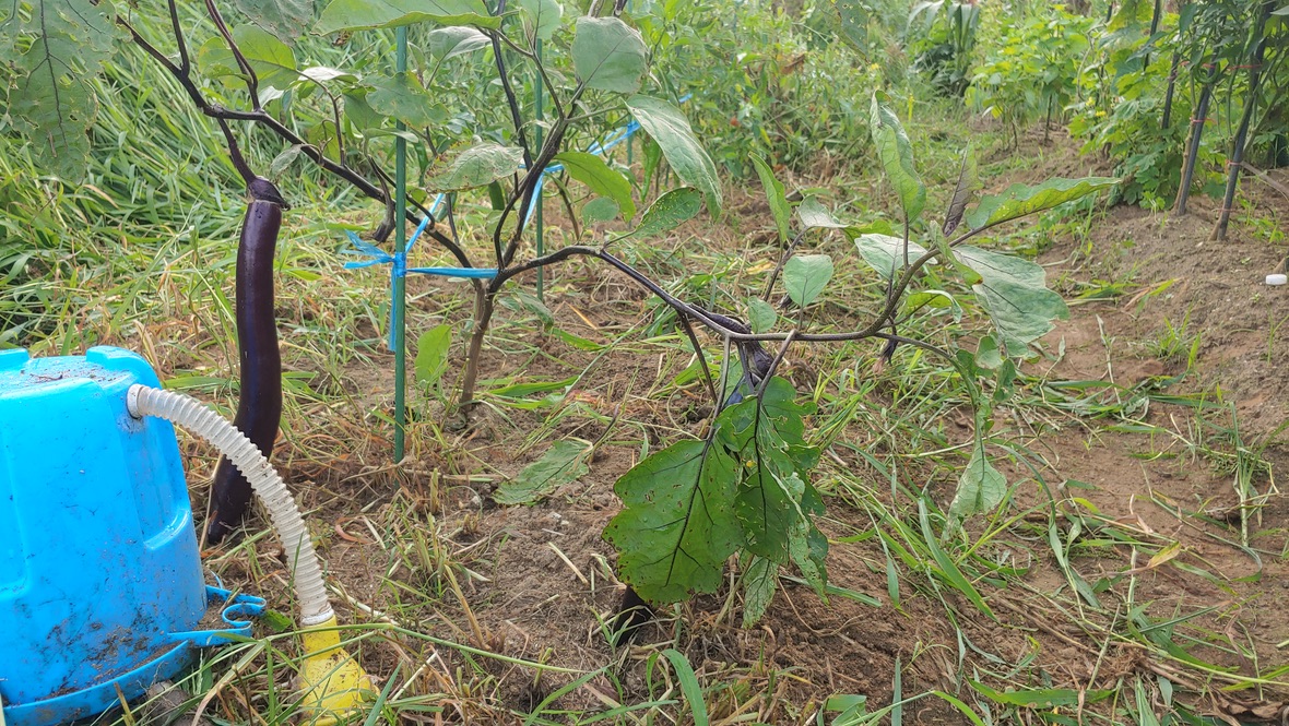 도시 텃밭의 가지