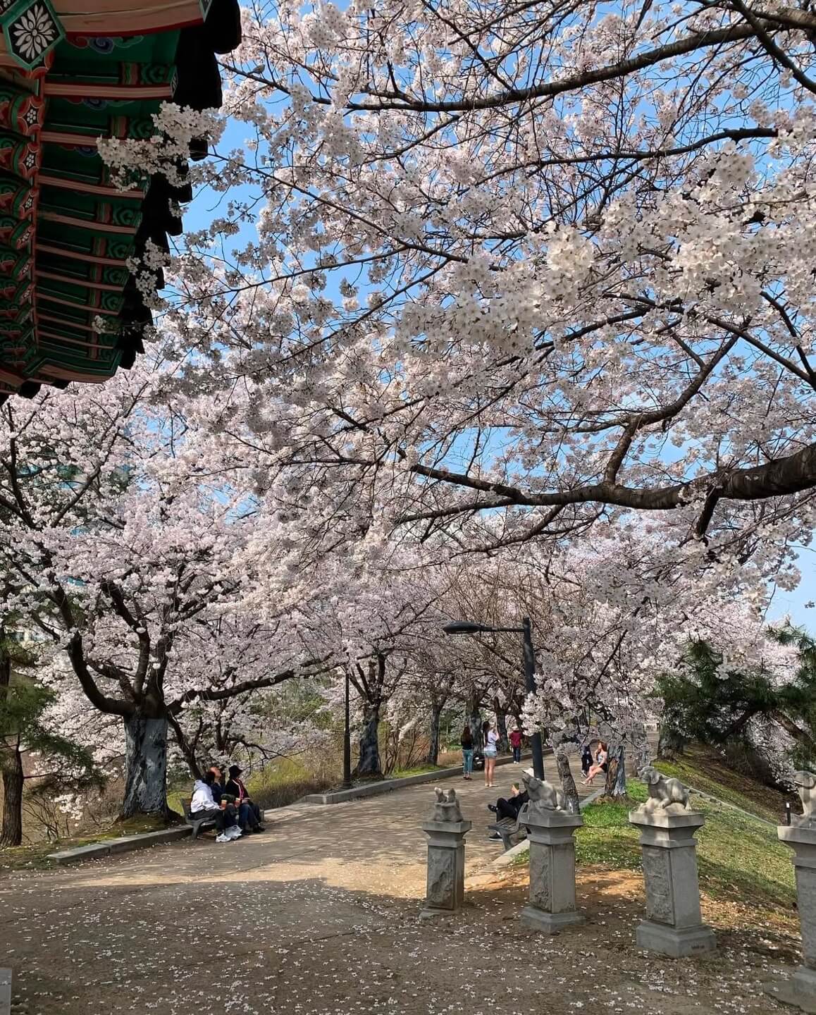 석촌호수 벚꽃 축제 일정