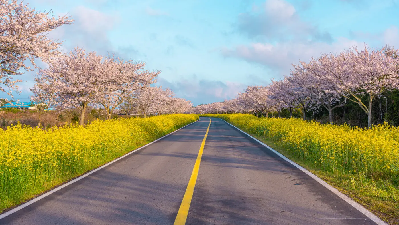 제주 유채꽃 명소 BEST 05 무료 입장 버스투어 추천