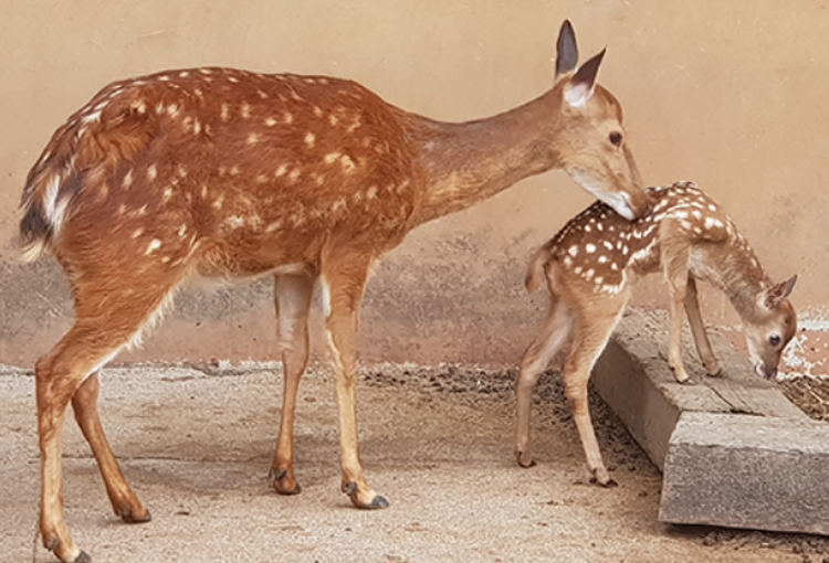 세종 베어트리파크 수목원
