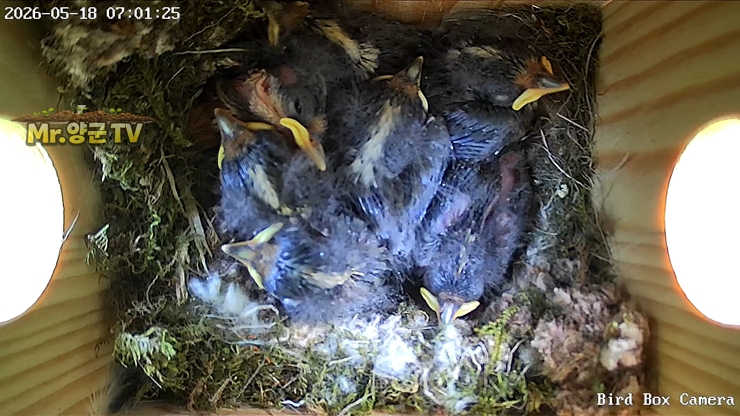 부화 11일차를 맞은 곤줄박이 새끼 7마리가 새집 안에서 서로 기대어 자라고 있는 모습입니다.